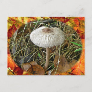 Cartão Postal Itens de Coordenação do Cogumelo de Parasol Branco