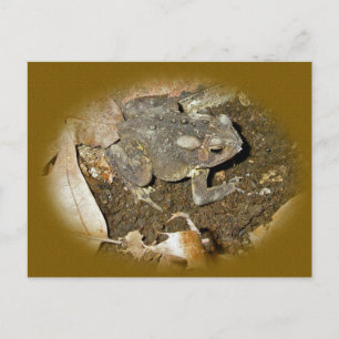 Cartão Postal Itens de Coordenada de Toad Comuns