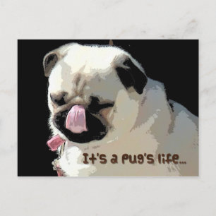 Cartão Postal It's a Pug's life... Postcard