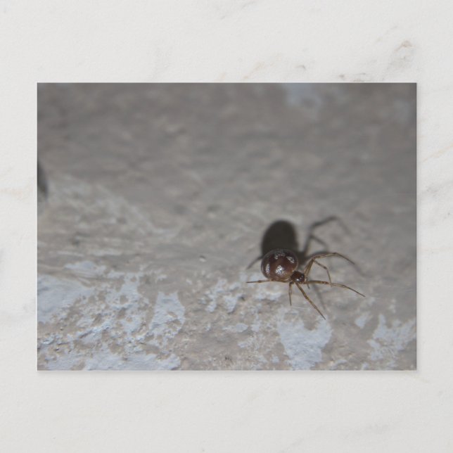Cartão Postal Itsy Bitsy Spider (Frente)