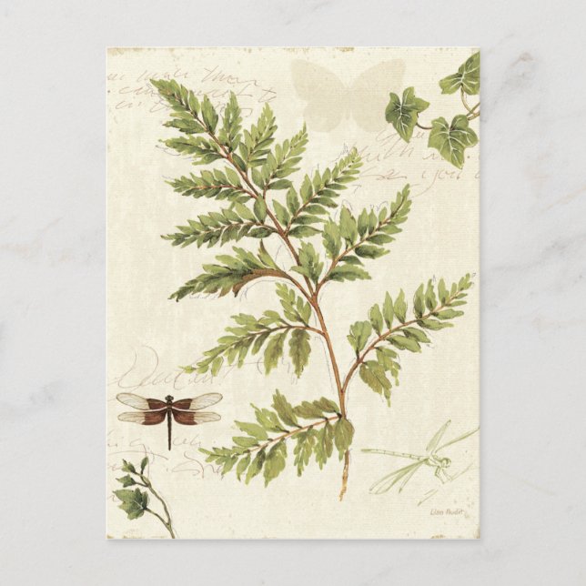 Cartão Postal Ivies e Ferns (Frente)