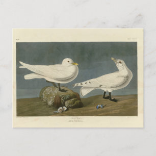 Cartão Postal Ivory Gull - Aves da América de John James Audubon