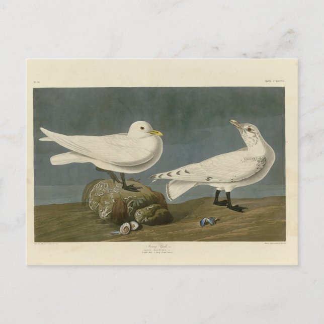 Cartão Postal Ivory Gull - Aves da América de John James Audubon (Frente)