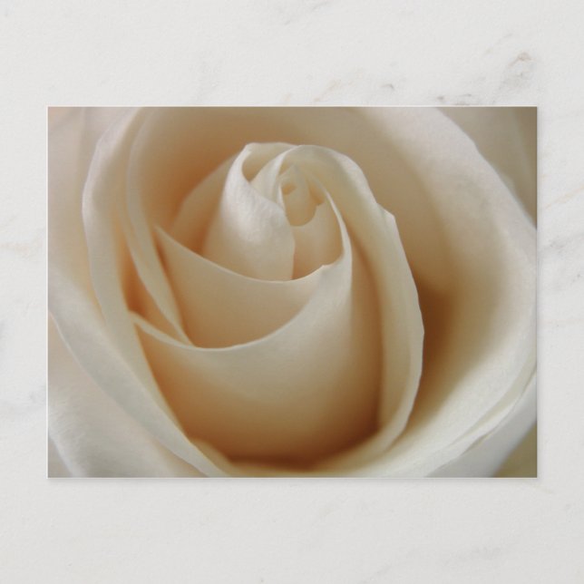 Cartão Postal Ivory White Rose Flower (Frente)