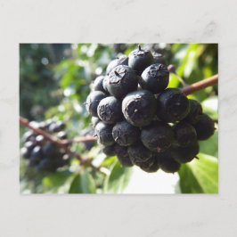 Cartão postal Ivy Berries