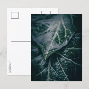 Cartão Postal Ivy Floral Nature Foto