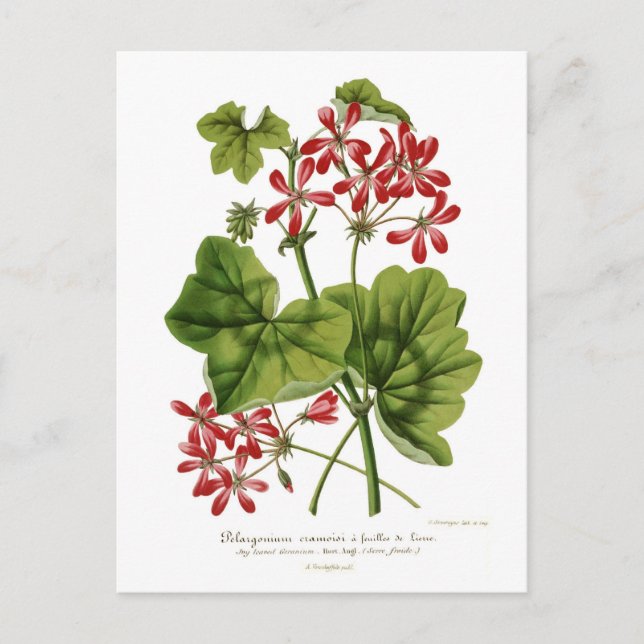Cartão Postal Ivy-leaf Geranium (Frente)
