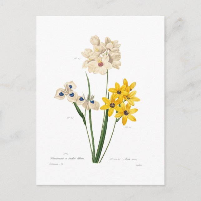 Cartão Postal Ixias (Frente)