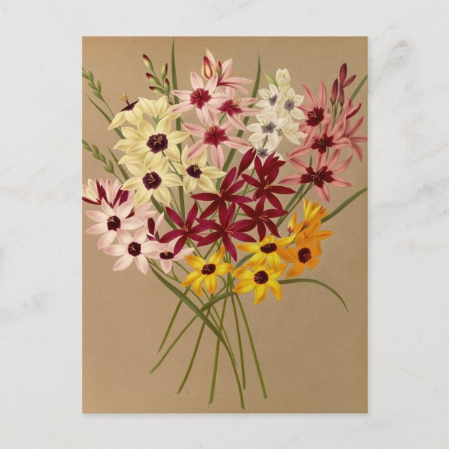 Cartão Postal Ixias híbridas por Arentina Hendrica Arendsen (Frente)