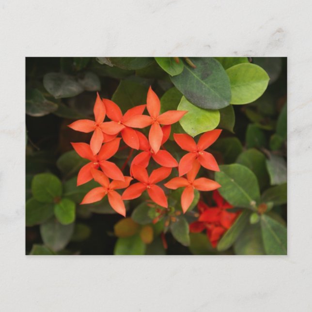 Cartão Postal Ixora Coccinea - Flores Vermelhas (Frente)
