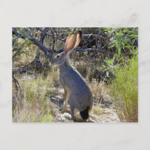 CARTÃO POSTAL J A C K R A B