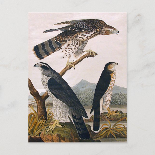 Cartão Postal J. J. Audubon (Goshawk, Stanley Hawk) (1829) (Frente)