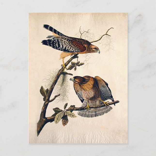 Cartão Postal J. J. Audubon (Red Shoulsing Hawk) (1829) (Frente)