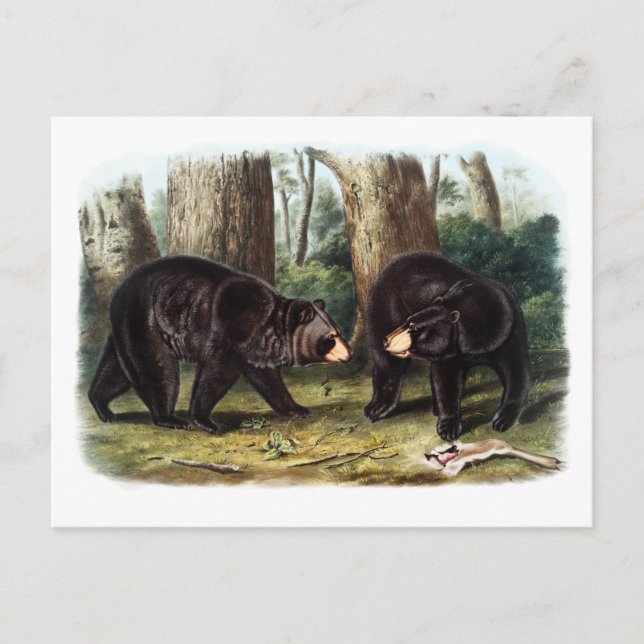 Cartão Postal J.W. Audubon - Ursus Americanus Black Bear (Frente)