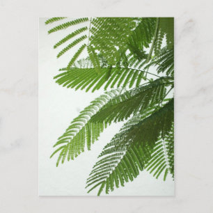 Cartão Postal Jacaranda Tree Folhas