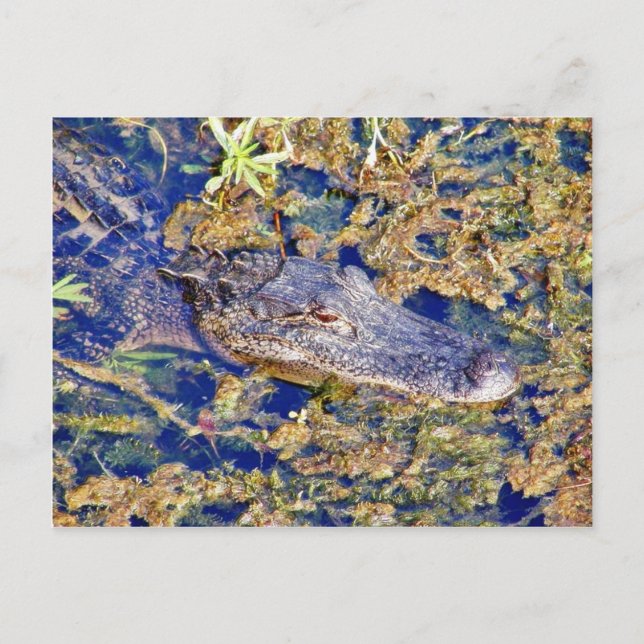 Cartão Postal Jacaré Aligátores Pântanos (Frente)