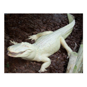 Presentes Branco Jacare Zazzle Com Br