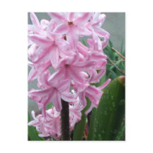 Jacinto Flor Rosa Alegre Depois da Chuva de Primav