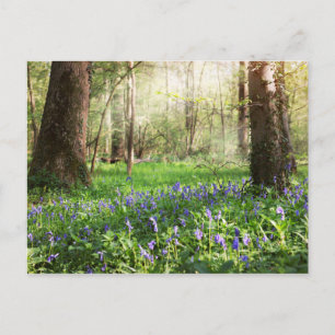 Cartão Postal Jacintos selvagens na floresta de Ghlin na Bélgica