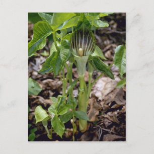Cartão Postal Jack-In-The-Pulpit Verde (Arisaema Atrorubens Var.