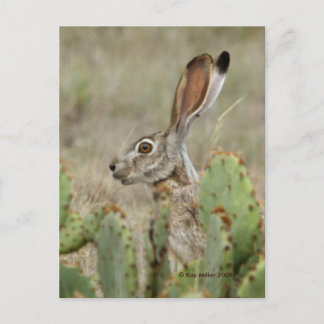 Cartão Postal Jack Rabbit - Cactus - 2 - 2009