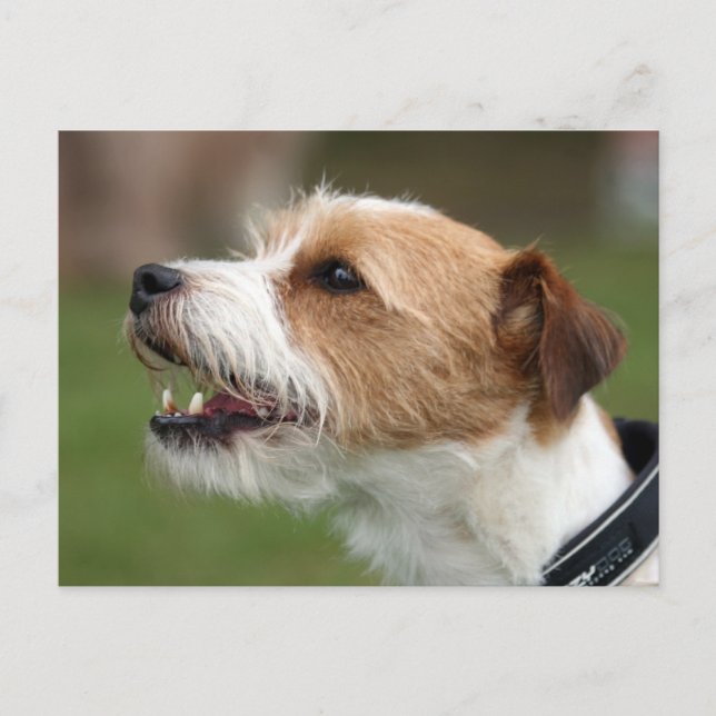 Cartão Postal jack russel terrier (Frente)