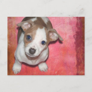 Cartão Postal Jack Russel Terrier Puppy a rosa
