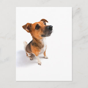 Cartão Postal Jack Russell