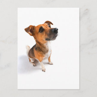 Cartão Postal Jack Russell