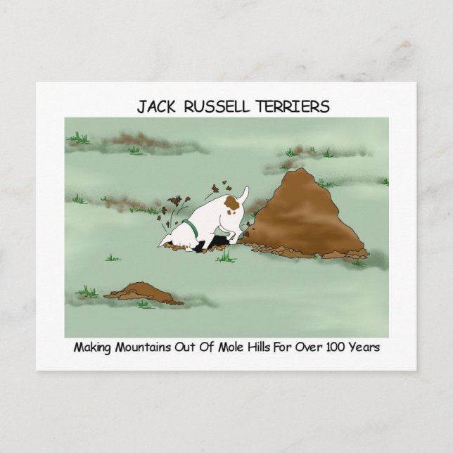 Cartão Postal Jack Russell Terrier (Frente)