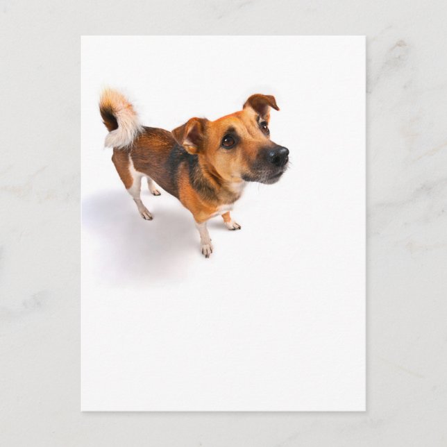 Cartão Postal Jack Russell terrier (Frente)