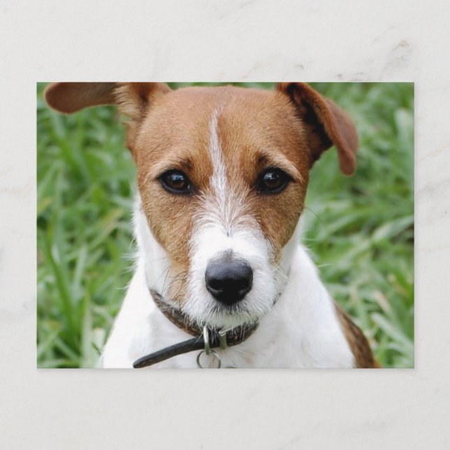Cartão postal Jack Russell Terrier (Frente)