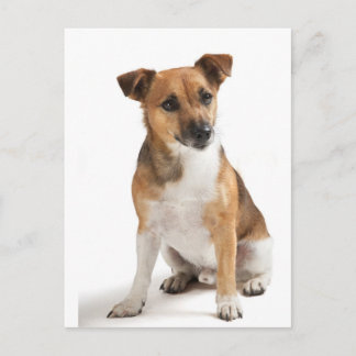 Cartão Postal Jack Russell terrier