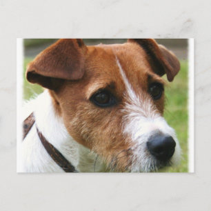 Cartão Postal Jack Russell Terrier