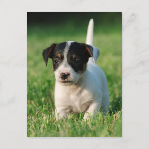 Cartão Postal Jack Russell Terrier cachorrinho