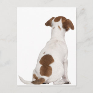 Cartão Postal Jack Russell Terrier cachorrinho (3 meses)