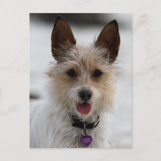 Cartão Postal Jack Russell Terrier Mix - Winnie - Omã