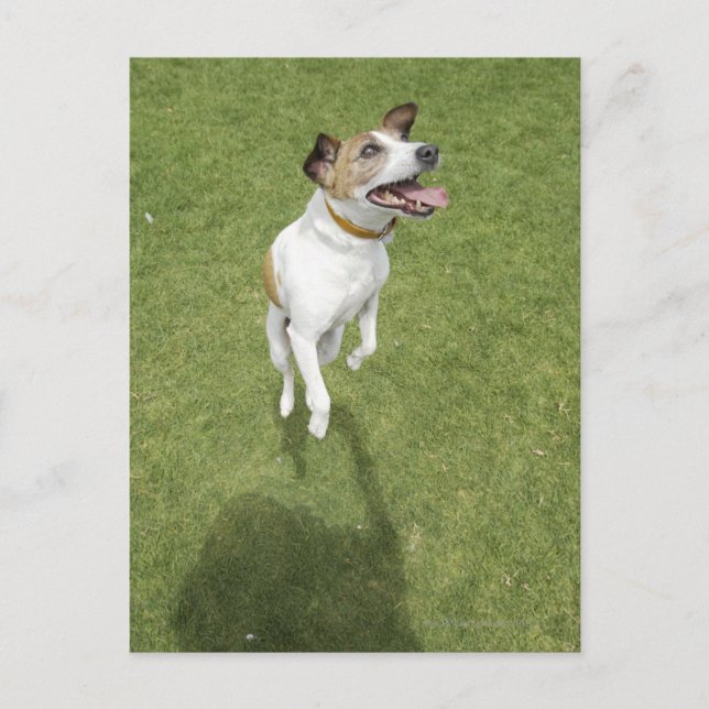Cartão Postal Jack Russell terrier saltando, vista elevada (Frente)