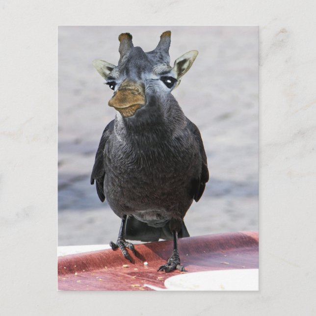 Cartão Postal Jackaffe (Frente)