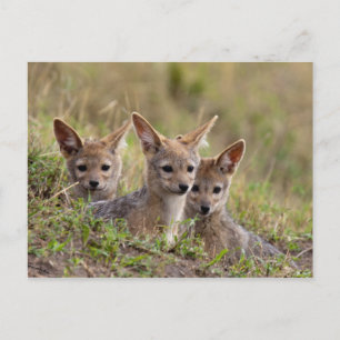 Cartão Postal Jackal Pups