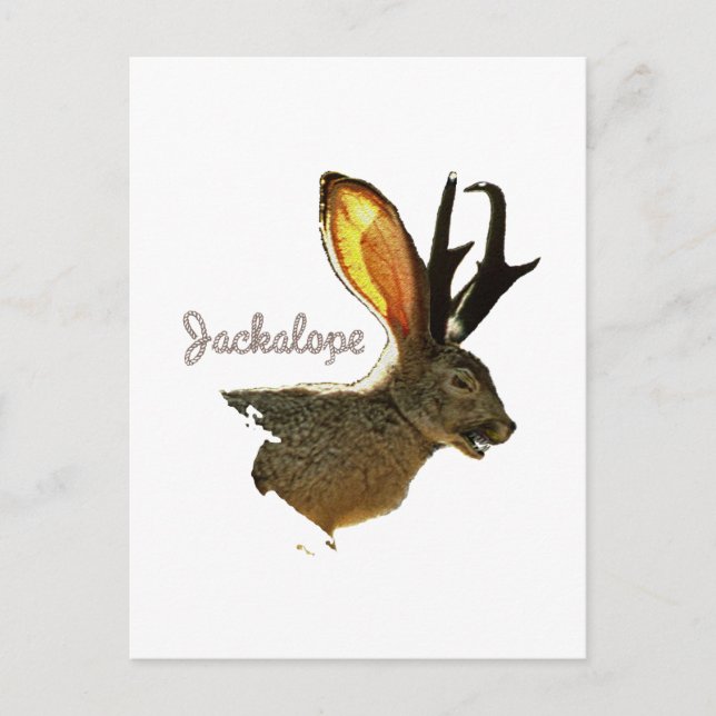 Cartão Postal Jackalope (Frente)