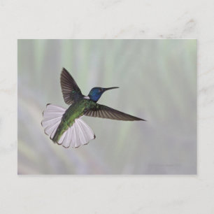 Cartão Postal Jacobin Florisuga melivora Costa 2, de pescoço bra