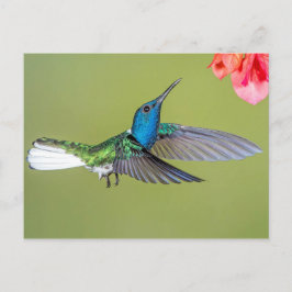 Cartão Postal Jacobin Hummingbird em Voo