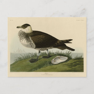 Cartão Postal Jager (Pomarine Jaeger) Adubon's Birds of America