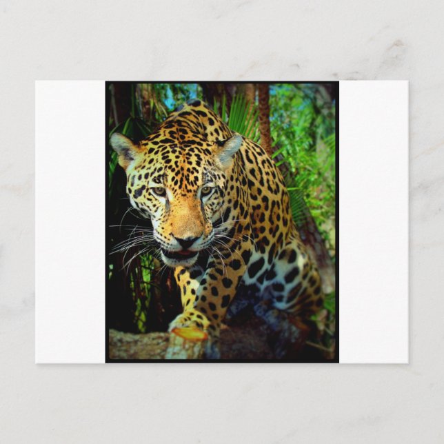 Cartão Postal Jaguar (Frente)