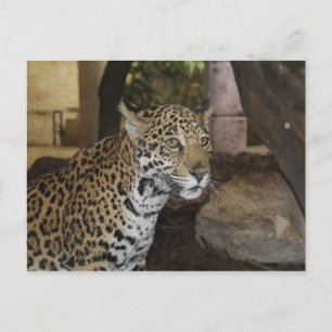 Cartão Postal Jaguar # 11