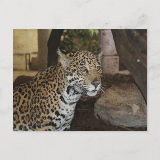 Cartão Postal Jaguar # 11 (Frente)