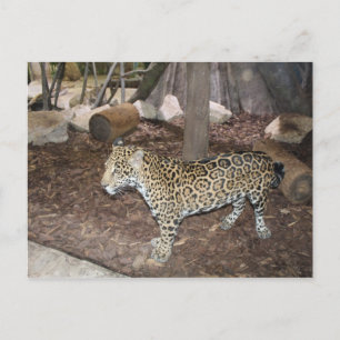 Cartão Postal Jaguar # 3
