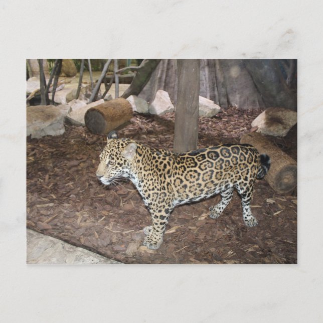 Cartão Postal Jaguar # 3 (Frente)