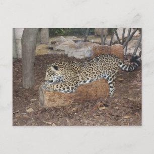 Cartão Postal Jaguar # 9